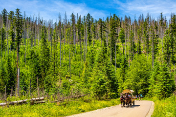 Zakopane, Poland - Panoramic view of the Tatra Mountains and the track to Morskie Oko pond along Rybi Potok Valley with a touristic horse cart