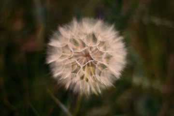 Big dandelion on the field. A small depth of field and wildflowers. Dark plant background.