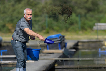 farmed fish worker throwing fish food