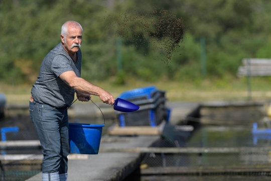 farmed fish worker throwing fish food