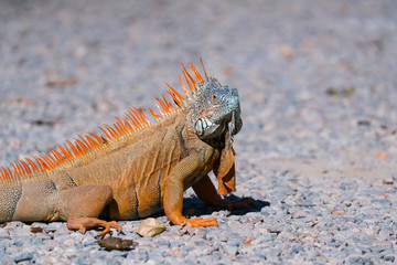 Green iguana, American iguana, Iguana iguana, Riviera Nayarit, Nayarit state, Mexico, Central America, America