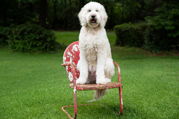 A white Labradoodle sitting on an old chair in the summer time