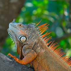 Green iguana, American iguana, Iguana iguana, Riviera Nayarit, Nayarit state, Mexico, Central America, America