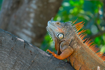 Green iguana, American iguana, Iguana iguana, Riviera Nayarit, Nayarit state, Mexico, Central America, America