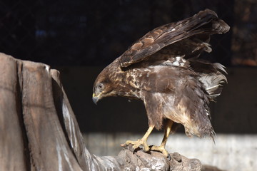 bald eagle