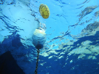 medusa junto boya