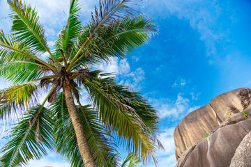 Low angle view at palm tree with granite rocks at beautiful beach on tropical island against beautiful sky