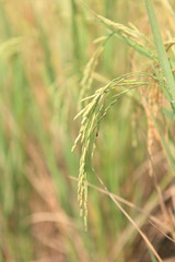 Obraz premium big green Rice fields in Thailand