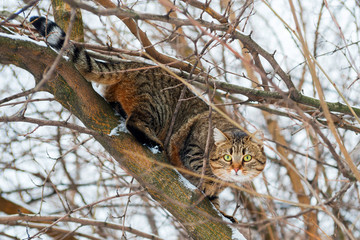 Cat climb on a branch on the tree. Adorable cat climb in the trees and going for the next hunt. Cat...