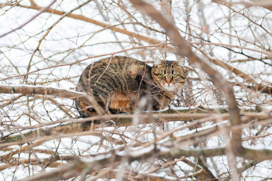 Cat Climb On A Branch On The Tree. Adorable Cat Climb In The Trees And Going For The Next Hunt. Cat Walking On Tree