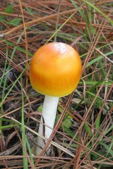 Orange mushrooms in forest