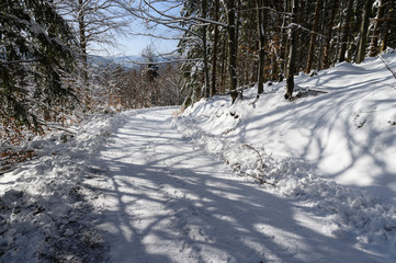 Logged forest road in winter with snow on surrounding trees.
