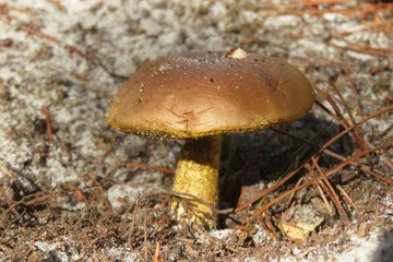 Brown mushroom in the forest