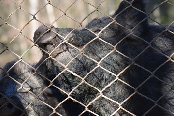 boar in cage