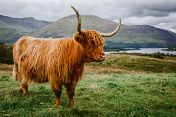 Highland Cattle with scenic background