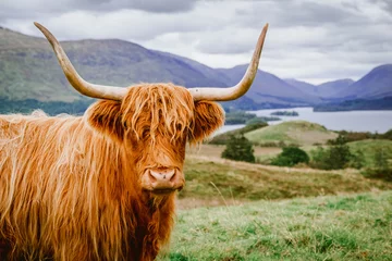 Zelfklevend Fotobehang Schotse hooglander Hooglandvee met schilderachtige achtergrond