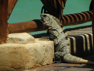 Iguana parada mirando el mar - obrazy, fototapety, plakaty