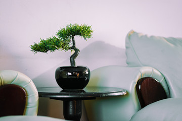 pequeño árbol verde con macetero negro en cima de una mesa redonda utilizada para la decoración para el interior de la casa