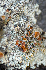 Lichen Xanthoparmelia Somloensis (conspersa). Selective focus. Photo made in north of Norway on the coast - near Tromso City.