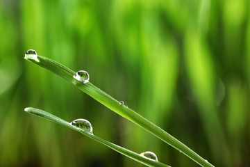 Water drops on grass blades against blurred background, closeup