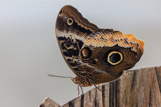 Butterfly Garden, Dubai