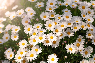 Many chamomile flowers in the sunlight, texture, background