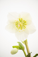 Hellabore Easer rose bloom on white background
