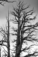 Tree Silhouette Bristle Cone 