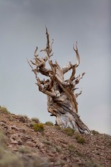 Ancient Bristlecone Pine Forest - Patriarch Tree 2