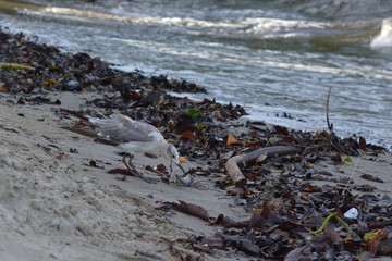 contaminación en las costas de Guatemala 