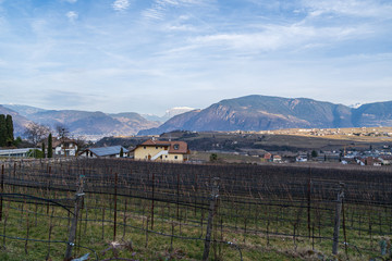 Vineyards in Eppan, south Tyrol, Italy, Europe.