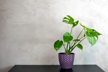 home plant tropical palm leaves in a pot standing on dark table. home gardening concept.