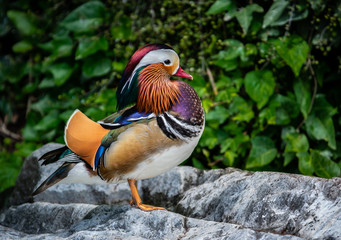 Canard Mandarin