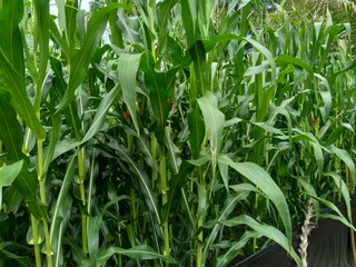 Corn field (Maize, Zea mays ssp. mays) in garden