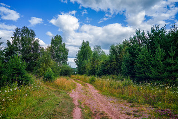 Fototapeta na wymiar Summer landscape forest road on a background of blue sky and white clouds.