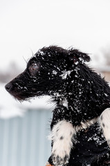 Portrait of a cute black puppy with sad eyes on a beautiful winter day