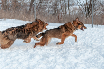 A beautiful red haired big dog tries to catch another dog on a snow pad