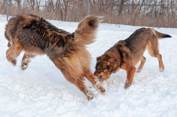 A big beautiful red dog tries to catch another one in the snow