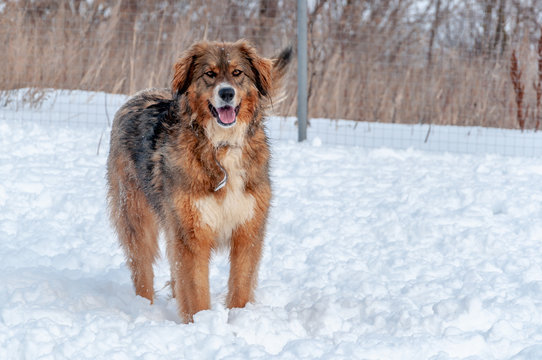A beautiful red-haired big dog stands on a snow-covered area during a walk