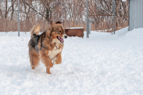 A large beautiful red dog runs happily through the fresh snow