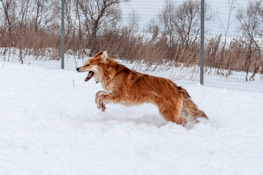 A big beautiful red dog runs and plays with another in the snow