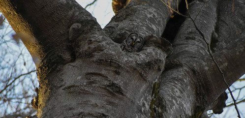 Fototapeta na wymiar Barred Owl in Tree