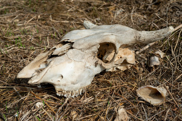 The skull of a cow lies on the ground..