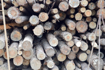 Lots of long wooden natural planed logs with knots at a sawmill. The background. Texture. Concept: timber harvesting for the wood industry