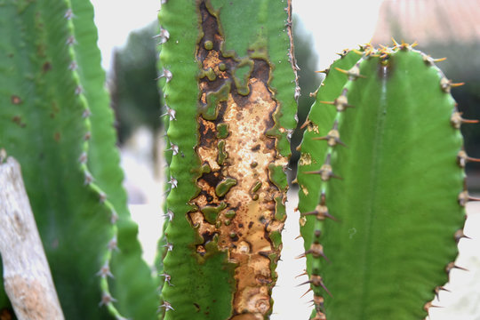 Maladies, taches brunes, sur un cactus cierge