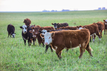 Cattle looking to the camera, Patagonia, Argentina