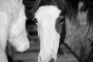 Young horse portrait close up, looking at camera.