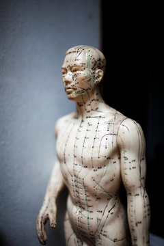 Close up of male acupuncture dummy showing pressure points used by practitioners of traditional Asian medicine.