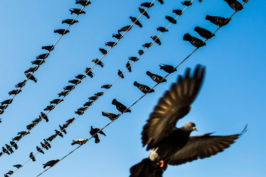 Low angle view of pigeons resting on electrical wires.,Yangon