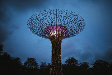 Low angle view of futuristic Supertree Grove at Gardens by the Bay in Singapore in the evening.,Singapore